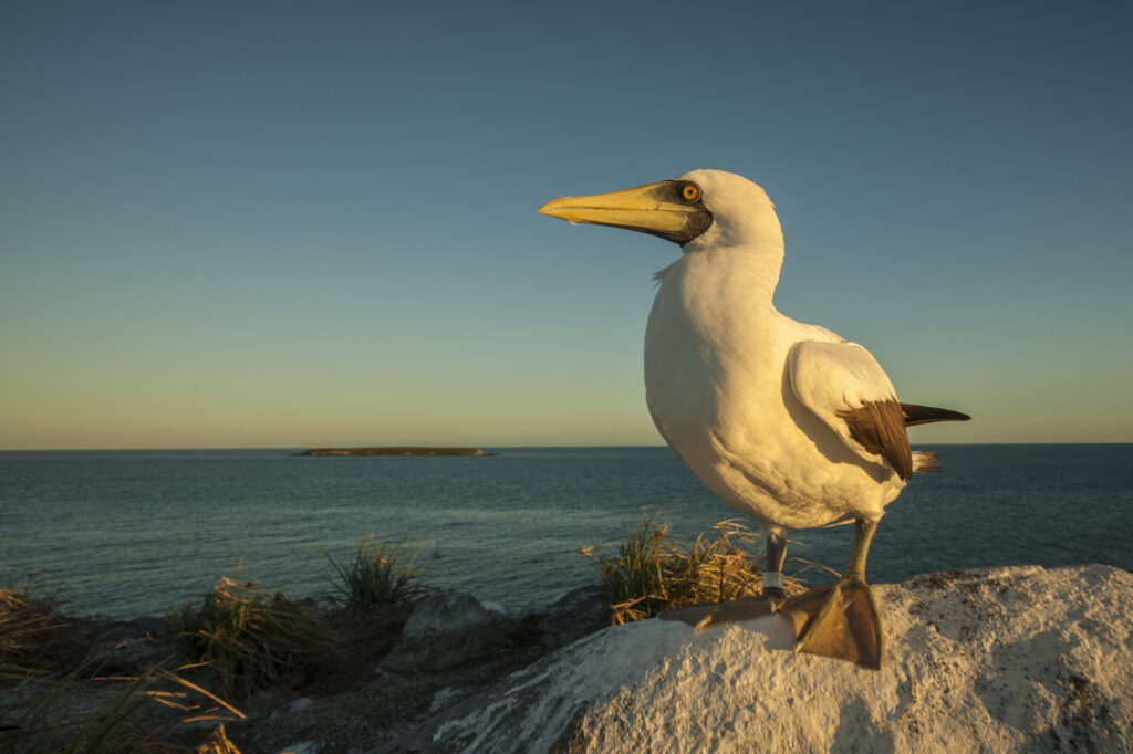 Um atobá-de-pés-azuis repousa em uma ilha na área marinha protegida de Abrolhos, no Brasil.