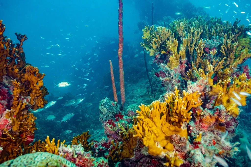 Recifes coloridos de coral no Parque Nacional Marinho dos Abrolhos