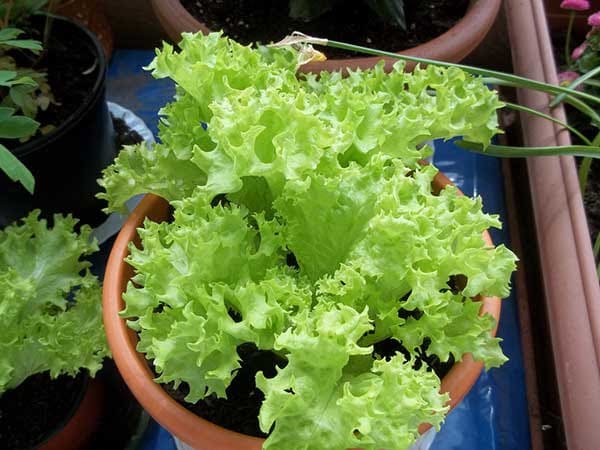 Alface cultivada em horta urbana