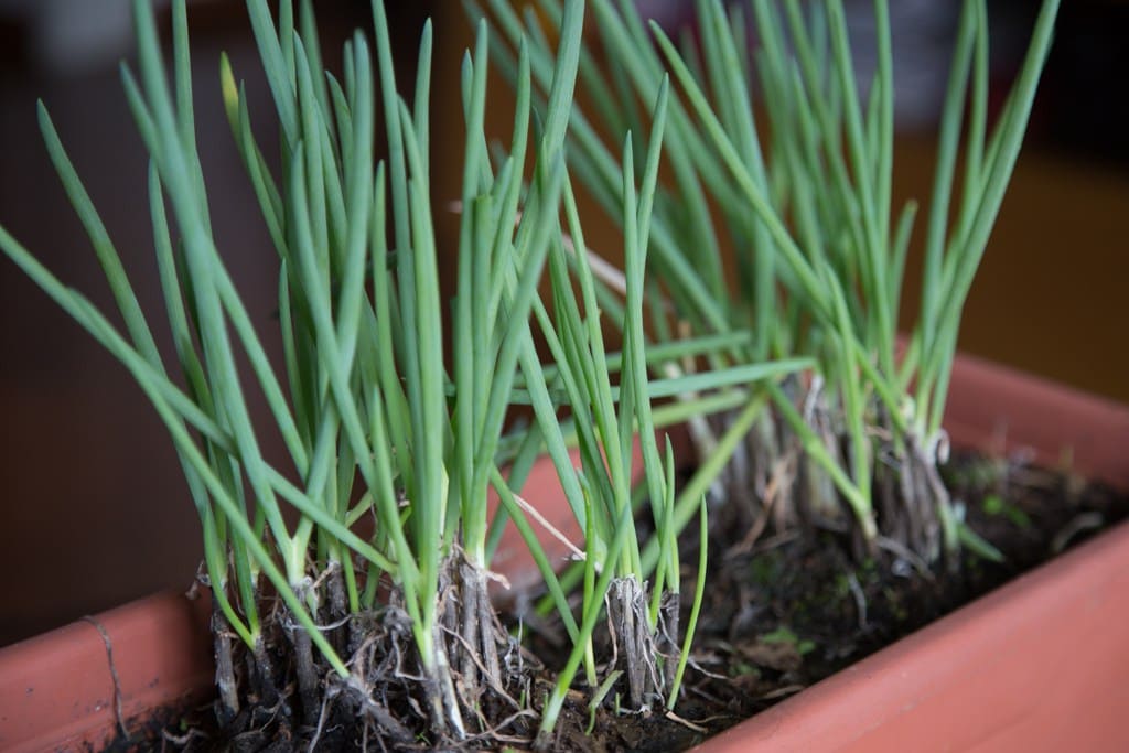 Cebolinha cultivada em horta urbana
